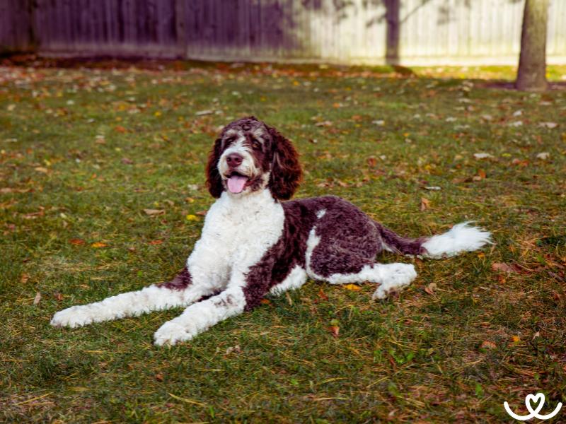 Psi-plemeno-bernedoodle (7)